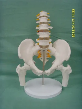 1:1 Življenju Velikost Male Medenice s Pet Ledvenih Vretenc Stegnenice hip golenice trojk Medicinske Anatomski Poučevanja Skelet Modela